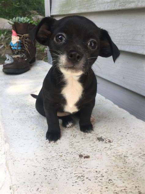 com is your source for finding an ideal Puppy for Sale near Lancaster, Pennsylvania, USA area. . Puppies for sale lancaster pa
